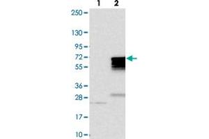 Western blot analysis of Lane 1: Negative control (vector only transfected HEK293T lysate). (MNS1 抗体)