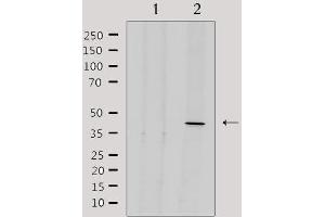 Western blot analysis of extracts from 293, using ENDOGL1 Antibody. (EXOG 抗体  (Internal Region))