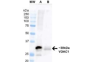 Western Blotting (WB) image for anti-Voltage-Dependent Anion Channel 1 (VDAC1) (AA 1-283) antibody (Biotin) (ABIN1741226)