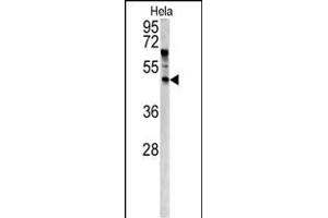 Western blot analysis of ANGPTL7 antibody (N-term) (ABIN390443 and ABIN2840822) in Hela cell line lysates (35 μg/lane). (ANGPTL7 抗体  (N-Term))