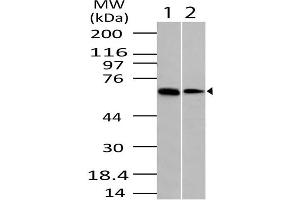 Image no. 1 for anti-OTU Domain Containing 5 (OTUD5) (AA 300-520) antibody (ABIN5027170) (OTUD5 抗体  (AA 300-520))