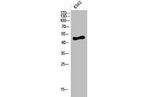 Western Blot analysis of K562 cells using D4DR Polyclonal Antibody (DRD4 抗体  (C-Term))