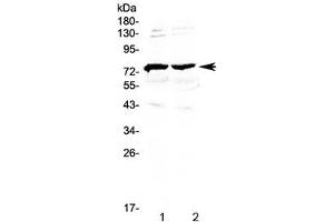 Western blot testing of 1) mouse brain and 2) rat brain lysate with GAS6 antibody at 0.
