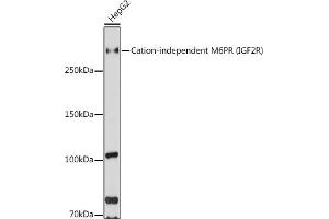 Western blot analysis of extracts of HepG2 cells, using Cation-independent M6PR (Cation-independent M6PR (IGF2R)) antibody (ABIN6130063, ABIN6142247, ABIN6142248 and ABIN6216853) at 1:1000 dilution. (IGF2R 抗体  (AA 2327-2491))