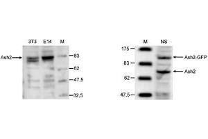 Western Blot of anti-Ash2 antibody Western Blot results of Rabbit anti-Ash2 antibody. (ASCL2 抗体  (C-Term))