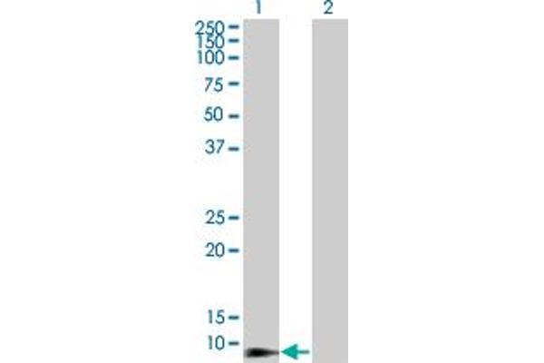 Defensin beta 4 anticorps  (AA 24-64)