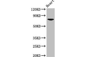 Western Blot Positive WB detected in: Mouse heart tissue All lanes: PRDM13 antibody at 2. (PRDM13 抗体  (AA 2-255))