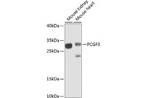 Western blot analysis of extracts of various cell lines, using PCGF3 antibody (ABIN6128644, ABIN6145309, ABIN6145310 and ABIN6223342) at 1:1000 dilution. (PCGF3 抗体  (AA 1-242))