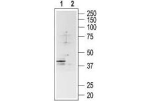 Western blot analysis of rat brain lysate:1. (Somatostatin Receptor 4 (SSTR4) Peptide)