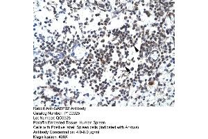 Immunohistochemistry (IHC) image for anti-GA-Binding Protein Subunit beta-2 (GABPB2) (C-Term) antibody (ABIN2774667)