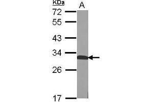 WB Image Sample (50 ug of whole cell lysate) A: mouse Liver 12% SDS PAGE antibody diluted at 1:1000 (QDPR 抗体)