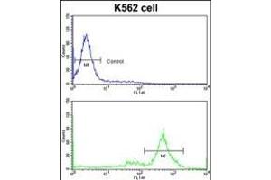 Flow Cytometry (FACS) image for anti-Chaperonin Containing TCP1, Subunit 3 (Gamma) (CCT3) (AA 509-536), (C-Term) antibody (ABIN389421)