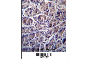 CAPN8 Antibody immunohistochemistry analysis in formalin fixed and paraffin embedded human stomach tissue followed by peroxidase conjugation of the secondary antibody and DAB staining. (Calpain 8 抗体  (AA 290-318))