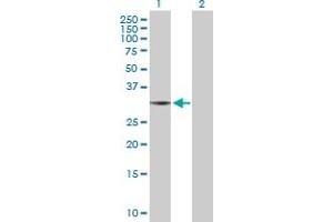Western Blot analysis of THG1L expression in transfected 293T cell line by THG1L MaxPab polyclonal antibody.