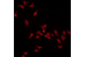 ABIN6275099 staining HT29 by IF/ICC. (INSL4 抗体)