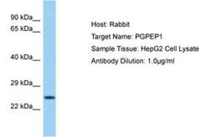 Image no. 1 for anti-Pyroglutamyl-Peptidase I (PGPEP1) (AA 64-113) antibody (ABIN6750222) (PGPEP1 抗体  (AA 64-113))