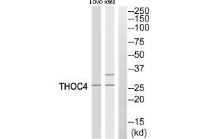 Western blot analysis of extracts from LOVO cells and K562 cells, using THOC4 antibody. (THO Complex 4 抗体  (Internal Region))