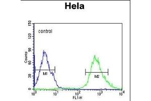 IPO9 Antibody (N-term) (ABIN651754 and ABIN2840388) flow cytometric analysis of Hela cells (right histogram) compared to a negative control cell (left histogram). (Importin 9 抗体  (N-Term))
