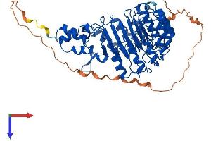 FBXL16 Protein (AA 1-479) (His tag)