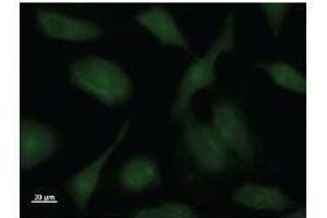 Immunostaining analysis in HeLa cells. (PPP1R13L 抗体)