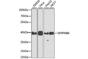 Western blot analysis of extracts of various cell lines, using SERPINB6 antibody. (SERPINB6 抗体  (AA 180-300))