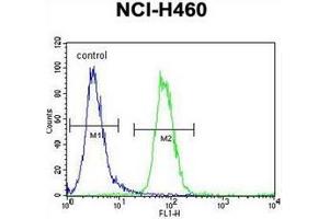 Flow cytometric analysis of NCI-H460 cells using FOXD4-like 1 Antibody (N-term) Cat. (FOXD4L1 抗体  (N-Term))