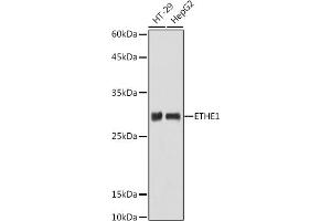 Western blot analysis of extracts of various cell lines, using ETHE1 antibody (ABIN6131616, ABIN6140319, ABIN6140320 and ABIN6214289) at 1:1000 dilution. (ETHE1 抗体  (AA 8-245))