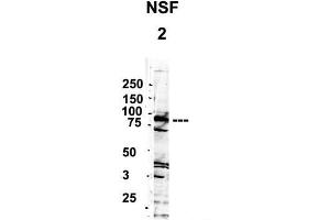 YBX1 antibody - middle region  validated by WB using 1. (YBX1 抗体  (Middle Region))