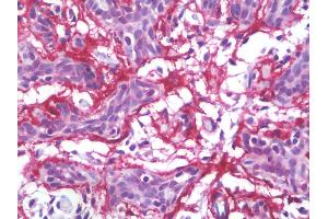 Anti-MFAP4 antibody IHC staining of human breast. (MFAP4 抗体)