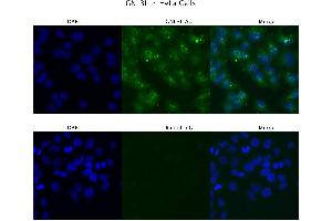 Sample Type : HeLa  Primary Antibody Dilution: 4 ug/ml  Secondary Antibody : Anti-rabbit Alexa 546  Secondary Antibody Dilution: 2 ug/ml  Gene Name : GNL3L (GNL3L 抗体  (N-Term))