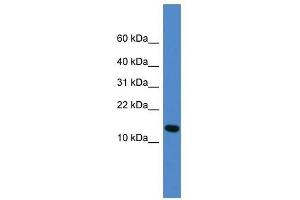 Western Blot showing UFM1 antibody used at a concentration of 1-2 ug/ml to detect its target protein. (UFM1 抗体  (Middle Region))