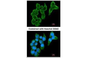 ICC/IF Image Immunofluorescence analysis of methanol-fixed A431, using Cystatin S, antibody at 1:200 dilution. (CST4 抗体  (N-Term))