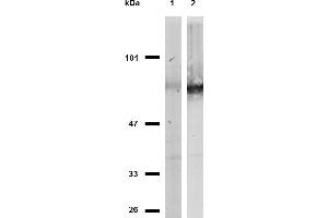 Western Blotting (WB) image for anti-CD44 (CD44) antibody (ABIN94121)