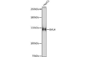 Western blot analysis of extracts of HepG2 cells, using EML4 Rabbit pAb (ABIN7266891) at 1:1000 dilution. (EML4 抗体  (AA 360-560))