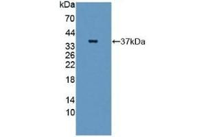 Detection of Recombinant GBP4, Human using Polyclonal Antibody to Guanylate Binding Protein 4 (GBP4) (GBP4 抗体  (AA 1-292))
