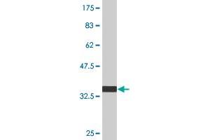 Western Blot detection against Immunogen (36. (HAX1 抗体  (AA 76-174))