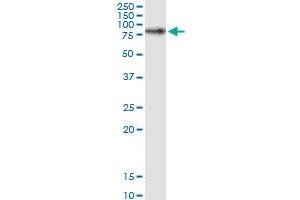 RPAP3 MaxPab rabbit polyclonal antibody. (RPAP3 抗体  (AA 1-631))