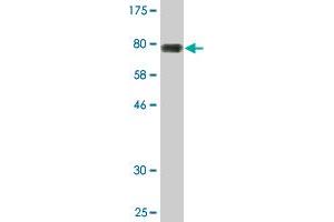 Western Blot detection against Immunogen (80. (NFIA 抗体  (AA 1-498))