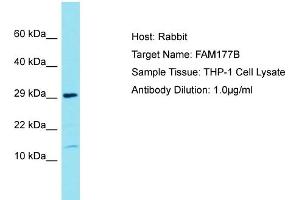 Host: Rabbit Target Name: FAM177B Sample Tissue: Human THP-1 Whole Cell Antibody Dilution: 1ug/ml (FAM177B 抗体  (N-Term))