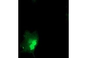 Anti-OBFC1 mouse monoclonal antibody (ABIN2454825) immunofluorescent staining of COS7 cells transiently transfected by pCMV6-ENTRY OBFC1 (RC200778). (OBFC1 抗体)