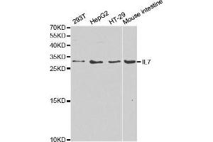 Western blot analysis of extracts of various cell lines, using IL7 antibody. (IL-7 抗体  (AA 26-177))