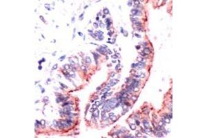 Image no. 1 for anti-Occludin (OCLN) (C-Term) antibody (ABIN243495) (Occludin 抗体  (C-Term))