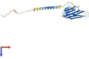 TNFSF8 Protein (AA 1-234) (His tag)