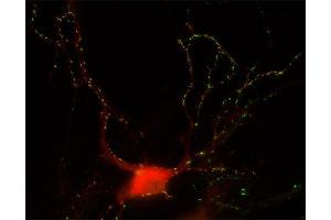 Immunocytochemistry (ICC) image for anti-gamma-aminobutyric Acid (GABA) A Receptor, alpha 3 (GABRA3) (AA 29-43) antibody (ABIN1742459)