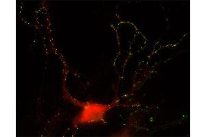 Indirect immunostaining of hippocampus neurons with anti-GABA-A receptor α3 (dilution 1 : 500; red) and mouse anti-Synapsin 1 (cat. (GABRA3 抗体  (AA 29-43))
