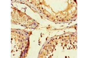 Immunohistochemistry of paraffin-embedded human testis tissue using ABIN7153010 at dilution of 1:100 (FSTL1 抗体  (AA 176-285))