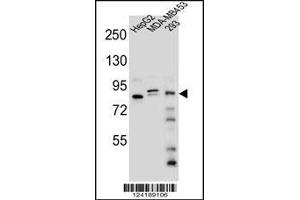 Western blot analysis in HepG2,MDA-MB453,293 cell line lysates (35ug/lane). (KANSL3 抗体  (AA 398-427))