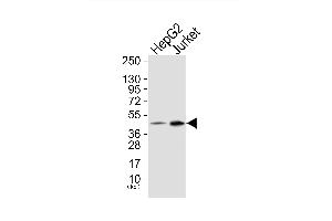 Western blot analysis of extracts from HepG2 cells (Lane 1) and Jurket cells (Lane 2), using Neutrophil Cytosol Factor 1 (Ab-304) Antibody. (NCF1 抗体)