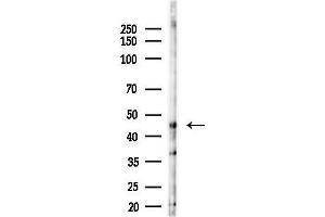 Western blot analysis of lysates from LoVo cells(heat-shock,45 min treatment), using MARCH4 Antibody at 1/1000 dilution.