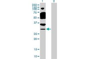 Western Blot analysis of TAF11 expression in transfected 293T cell line by TAF11 MaxPab polyclonal antibody. (TAF11 抗体  (AA 1-211))